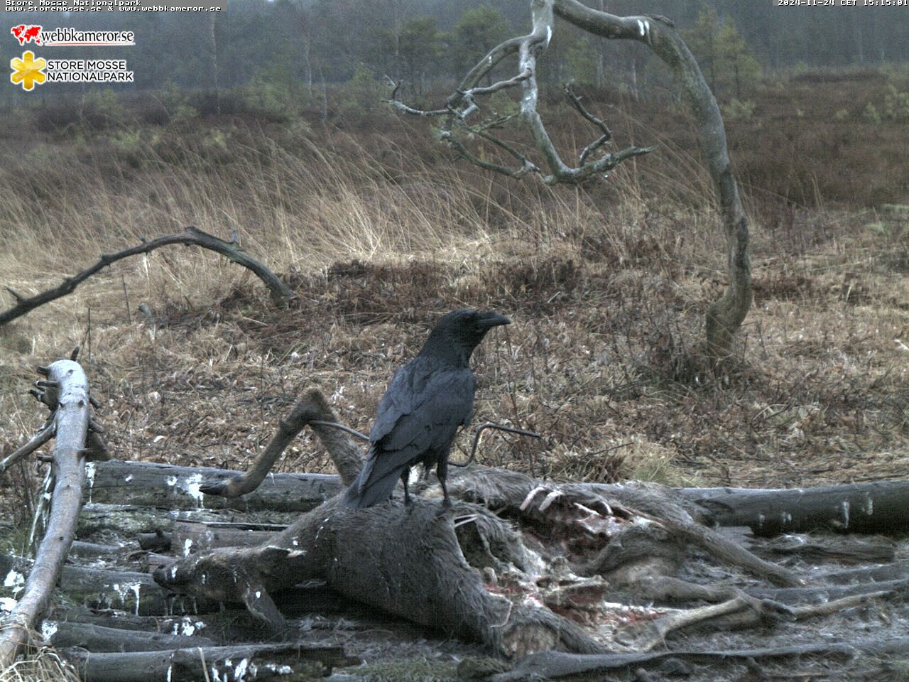 Webbkamera i Store Mosse Nationalpark