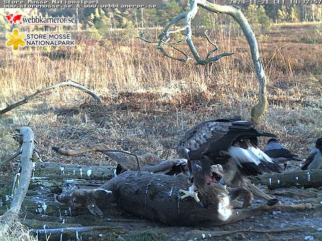 Webbkamera i Store Mosse Nationalpark